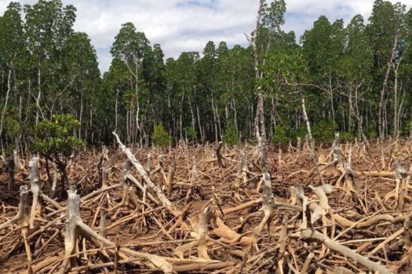 The Devastating Outcomes of Deforestation * Huge Weblog of Gardening