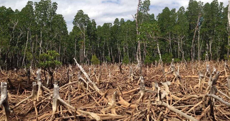 The Devastating Outcomes of Deforestation * Huge Weblog of Gardening