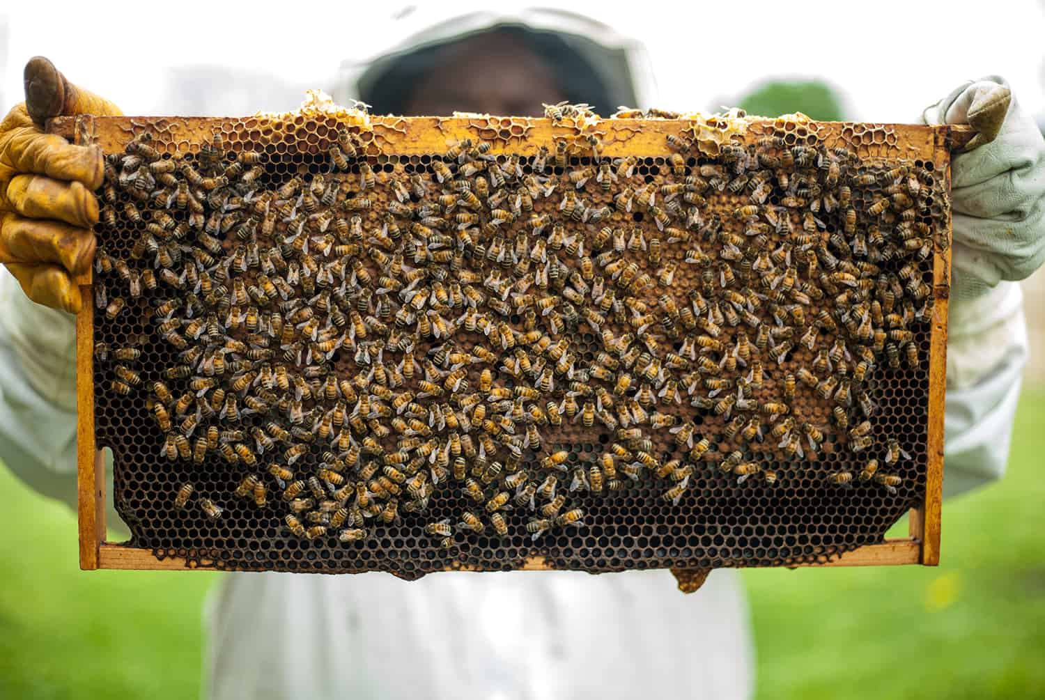 The easiest way to Start a Beehive * Giant Weblog of Gardening