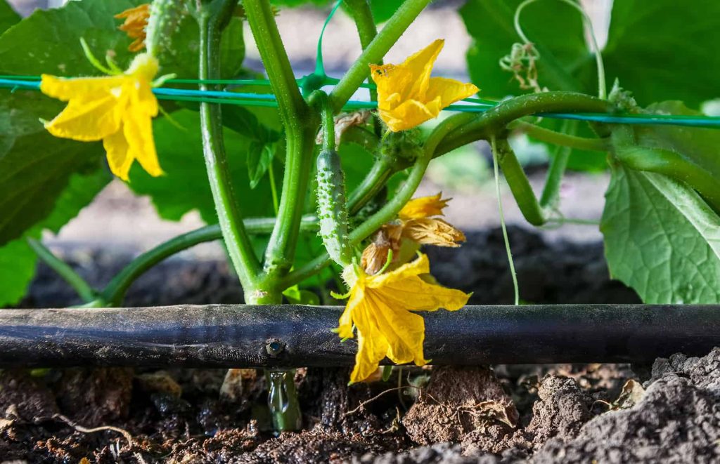 Drip Irrigation Fundamentals (with Films) * Large Weblog of Gardening