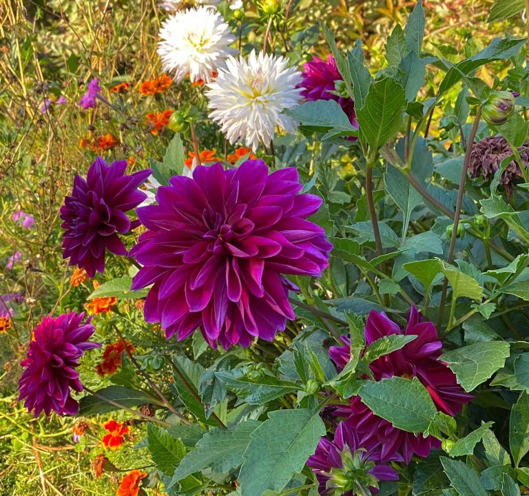 The 4 Biggest Showstopper Summer season Blooms For Your Yard * Large Weblog of Gardening