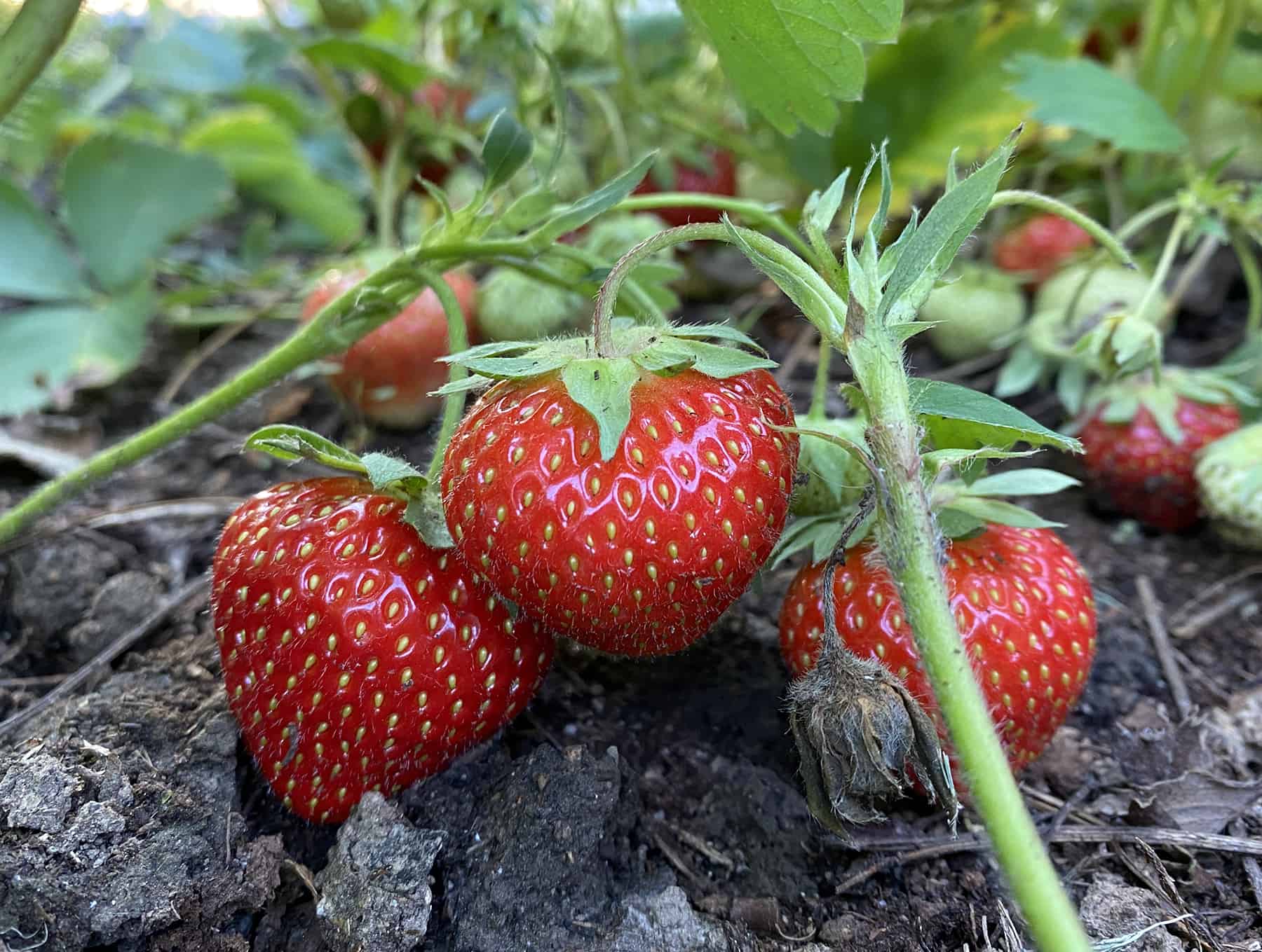 Gardening Fundamentals For Learners * Enormous Weblog of Gardening