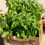 The correct approach to Develop Basil * Large Weblog of Gardening