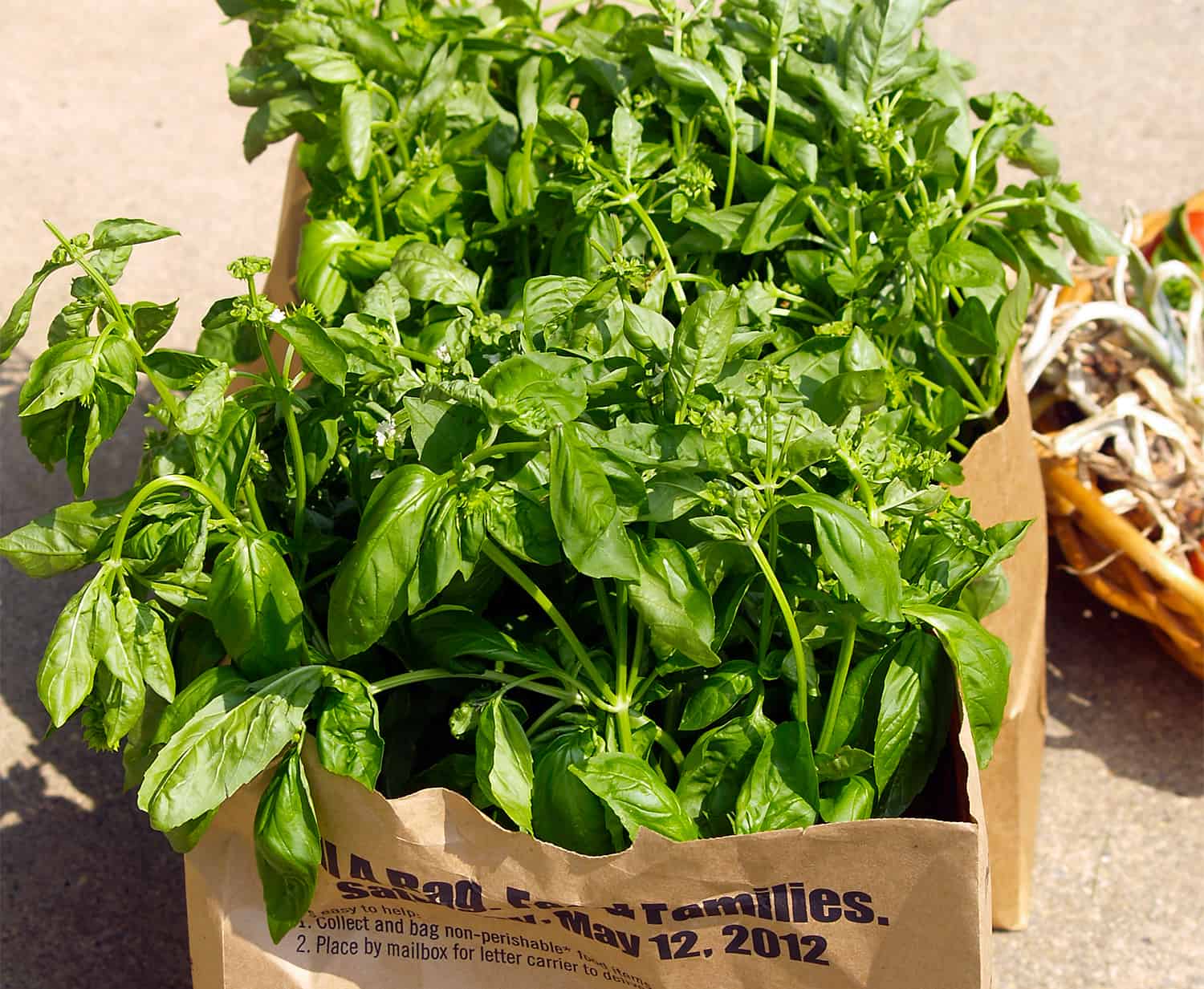 The correct approach to Develop Basil * Large Weblog of Gardening