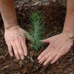 Bulk Tree Seedlings For Planting Large Areas * Enormous Weblog of Gardening