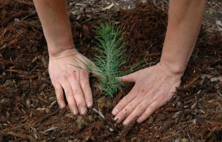 Bulk Tree Seedlings For Planting Large Areas * Enormous Weblog of Gardening