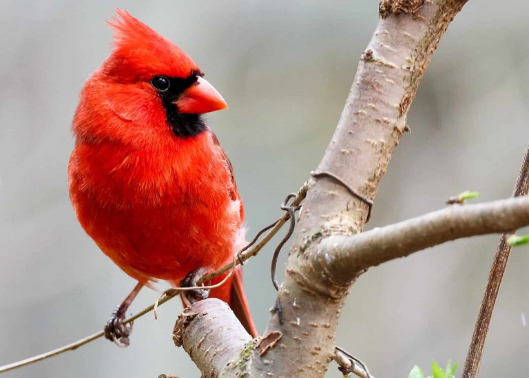 One of the simplest ways to Create a Hen-Nice Habitat in Your Yard * Huge Weblog of Gardening