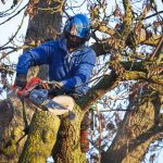 How To Safely Scale back Down a Large Tree * Giant Weblog of Gardening