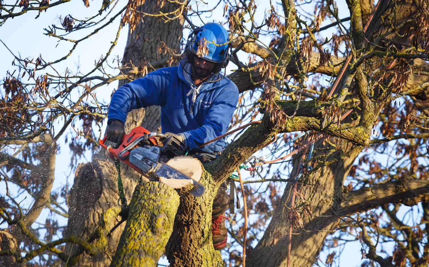 How To Safely Scale back Down a Large Tree * Giant Weblog of Gardening