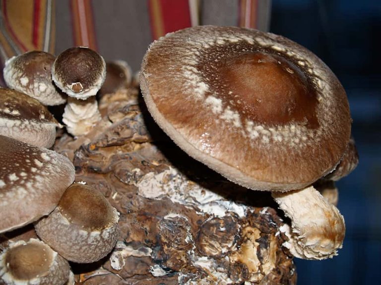 How one can Develop Shitake Mushrooms * Big Weblog of Gardening