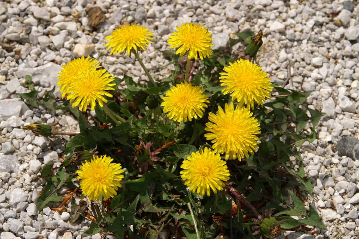 Do You Truly Should Take away Dandelions? * Large Weblog of Gardening