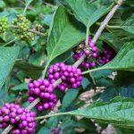 Fall’s Favorite Plant for Wildlife * Huge Weblog of Gardening