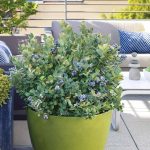 Winter Take care of Container Blueberries * Massive Weblog of Gardening