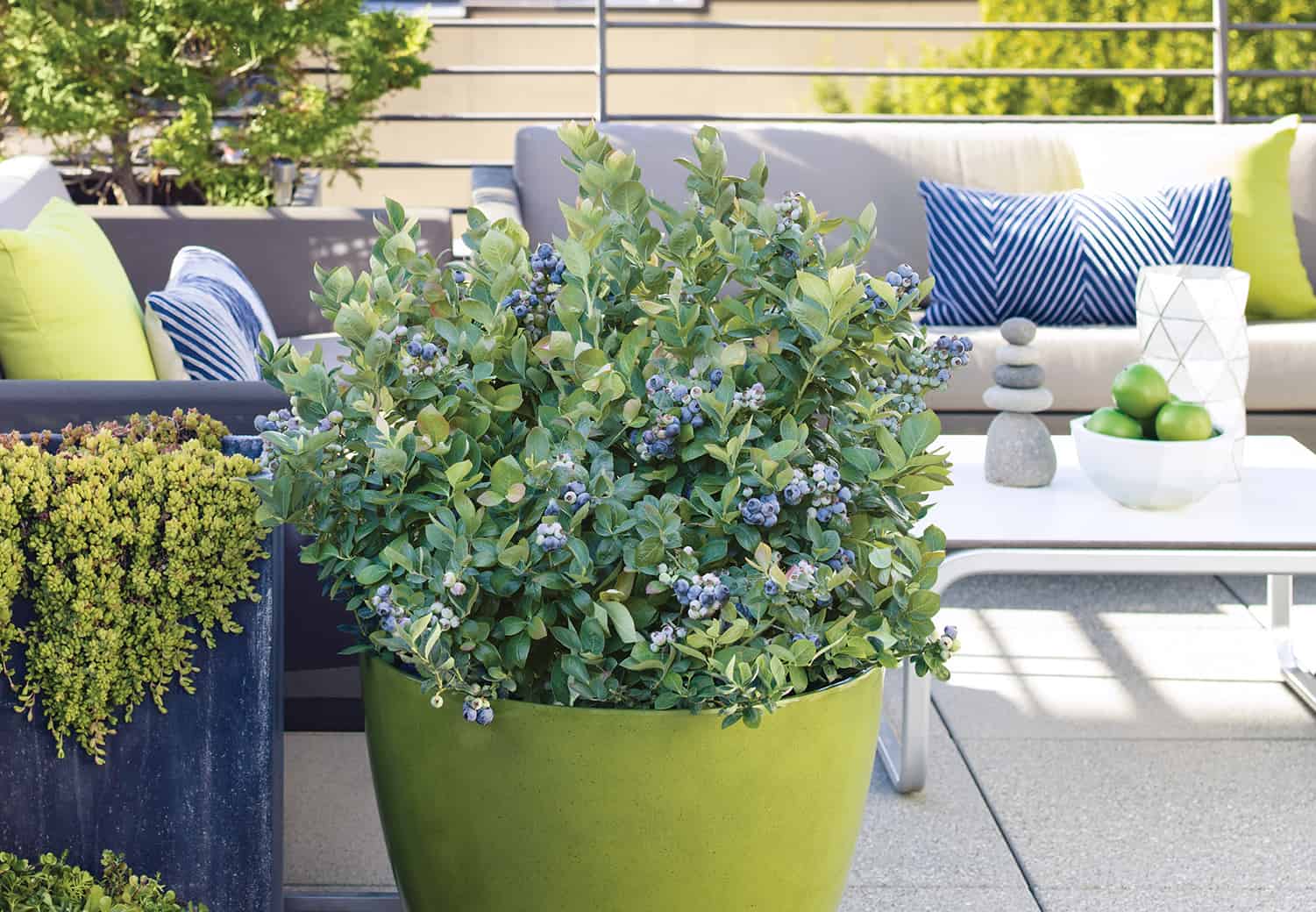 Winter Take care of Container Blueberries * Massive Weblog of Gardening