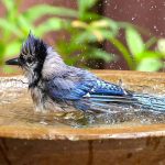 How To Attraction to Birds to Birdbaths * Large Weblog of Gardening