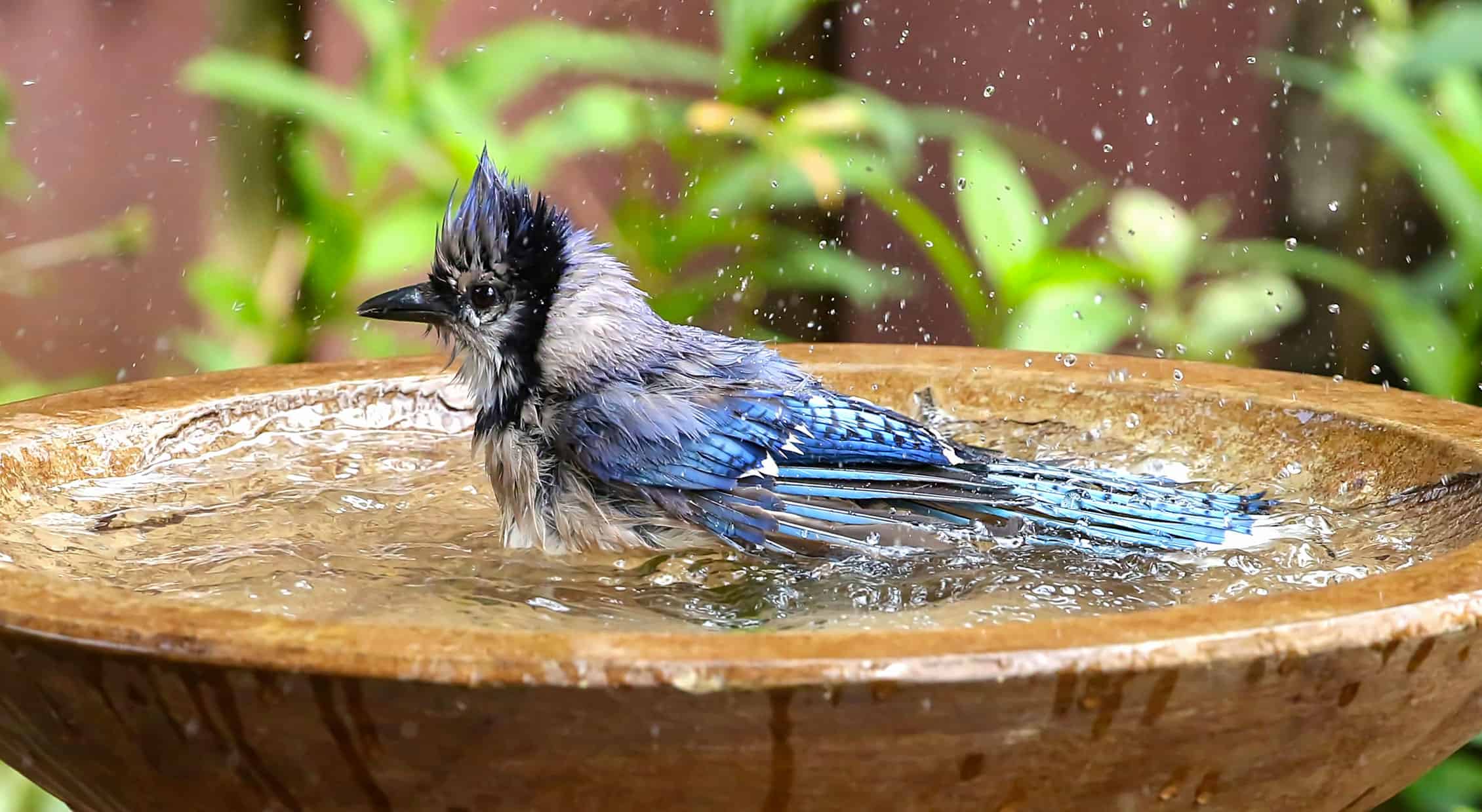 How To Attraction to Birds to Birdbaths * Large Weblog of Gardening