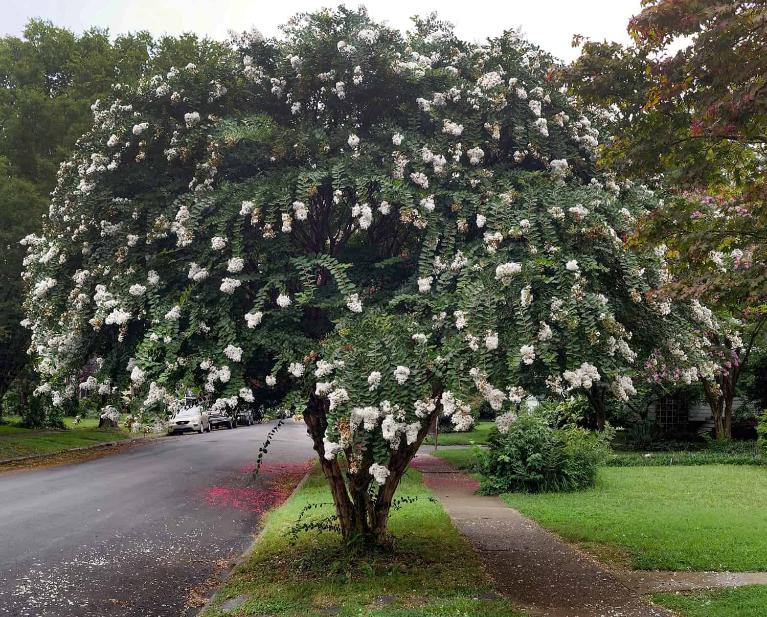 Is It a Small Tree or a Big Shrub? The Distinction Might Not Be Obvious. * Big Weblog of Gardening