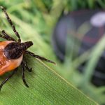 One of the best ways to Avoid Tick Bites (From Anyone Who Practically Died of Lyme Sickness) * Big Weblog of Gardening