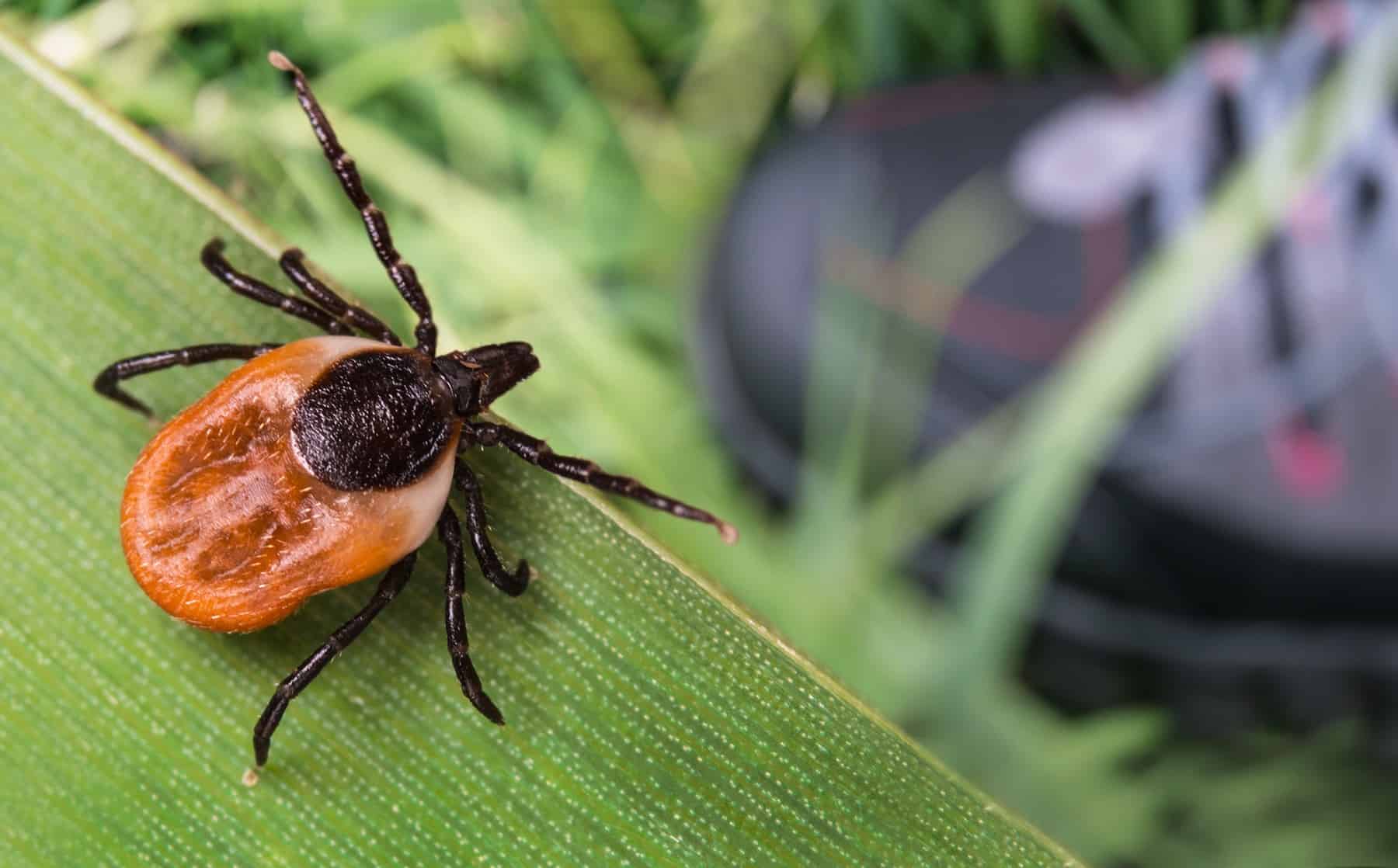 One of the best ways to Avoid Tick Bites (From Anyone Who Practically Died of Lyme Sickness) * Big Weblog of Gardening