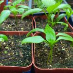 What’s Soilless Potting Mix? * Large Weblog of Gardening