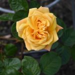 The way in which to Deadhead Roses and Completely different Flowers * Large Weblog of Gardening