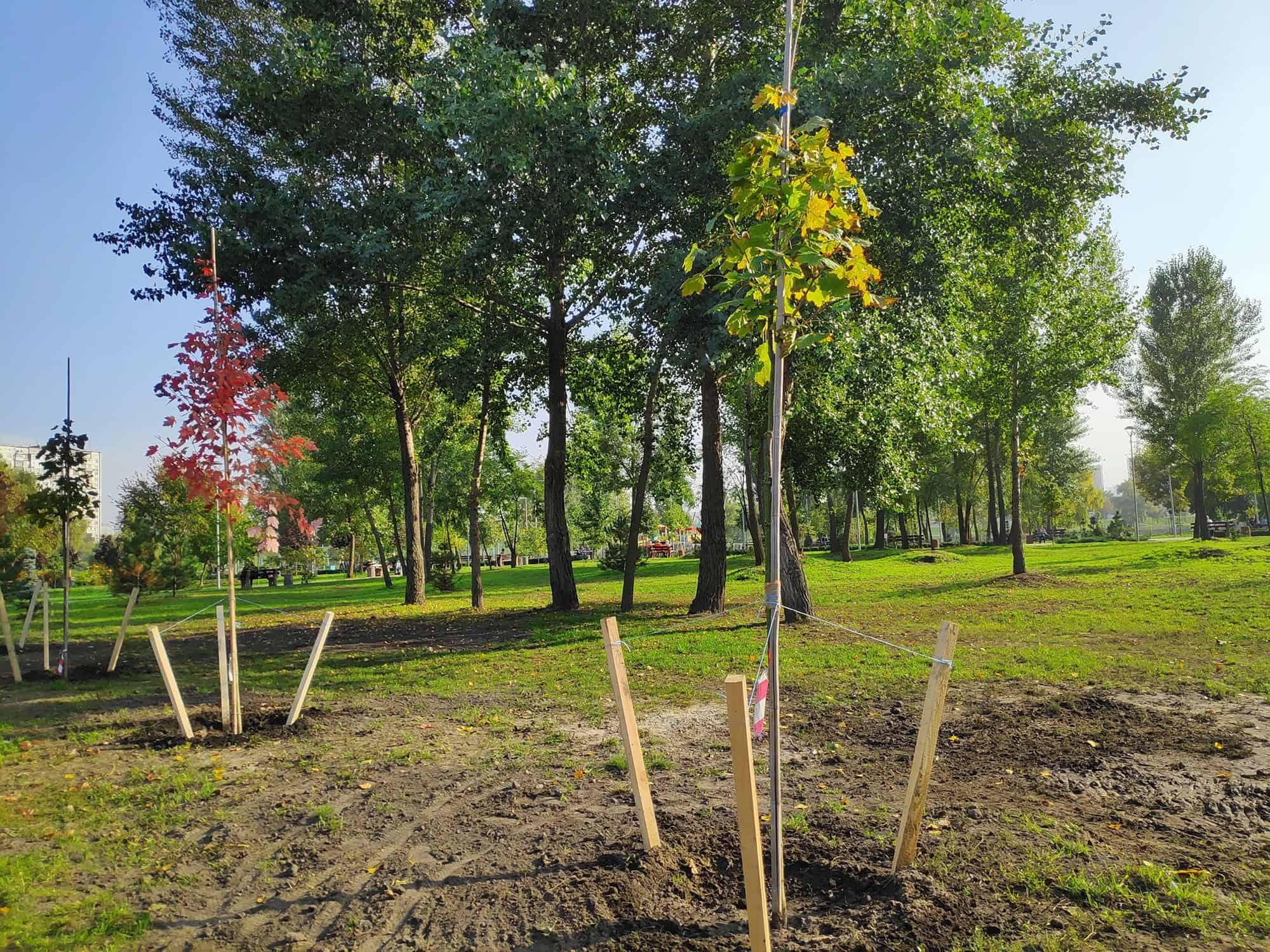 Staking a Tree Is Nearly Under no circumstances The Correct Issue To Do * Large Weblog of Gardening