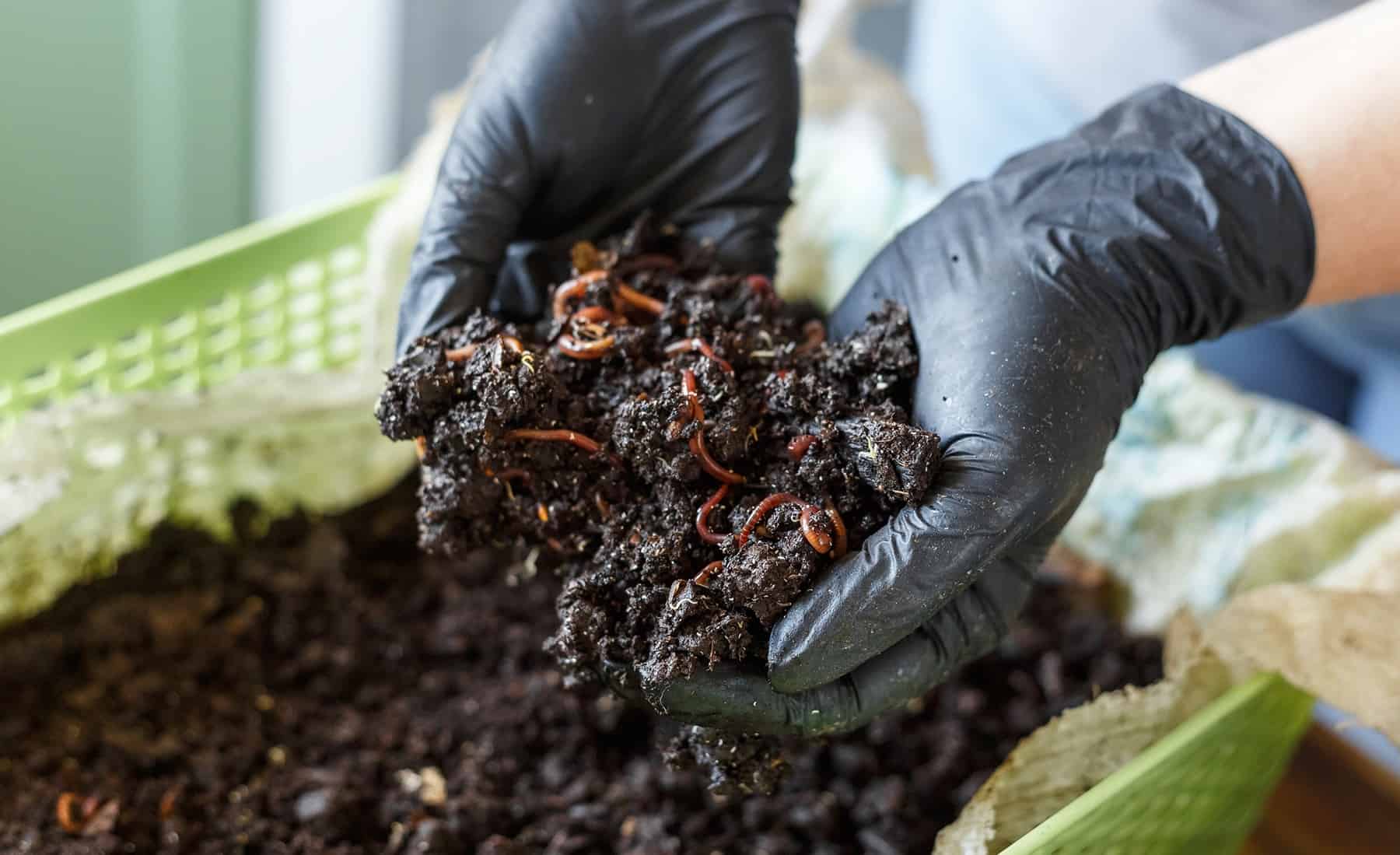 Your Full Data to Worthwhile Vermicomposting * Massive Weblog of Gardening