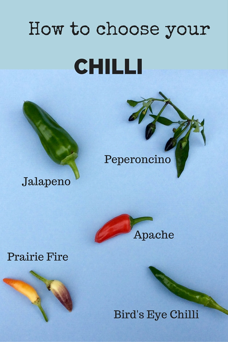 Simple strategies to develop chillies – simple, delicious and money-saving – The Heart-Sized Yard