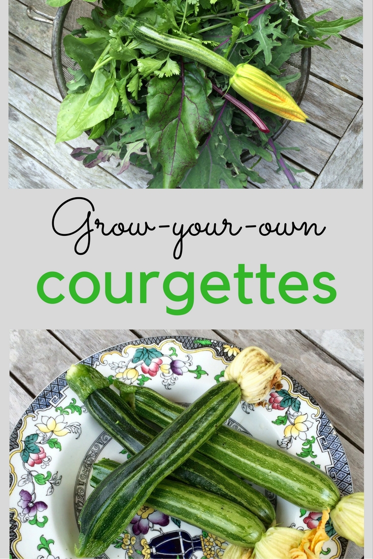 Rising courgettes – my ‘aha!’ second… – The Heart-Sized Yard