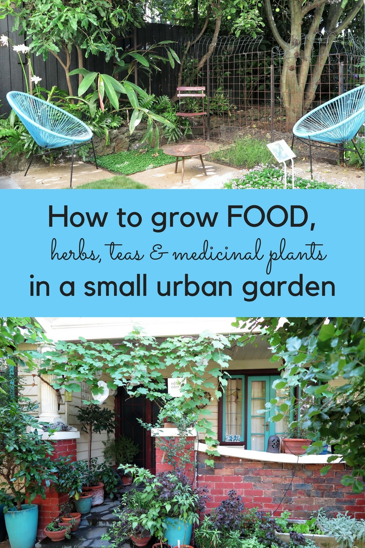 How rather a lot meals can you develop in a small metropolis yard? – The Middle-Sized Yard