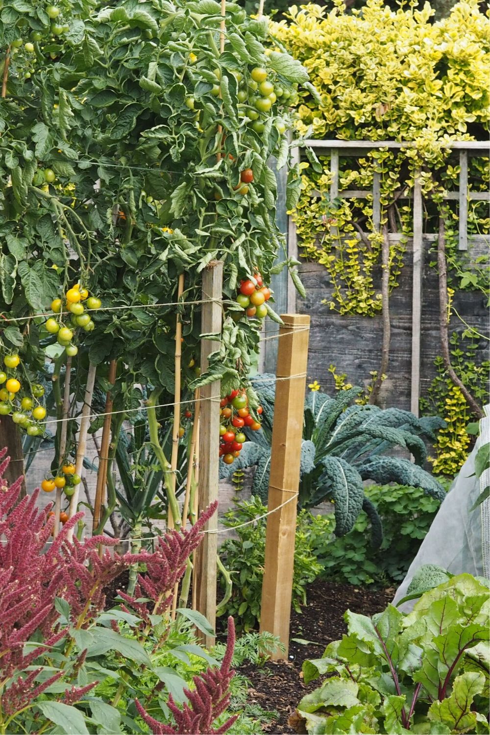 Rising veg – the 8 errors you presumably can merely steer clear of – The Middle-Sized Yard