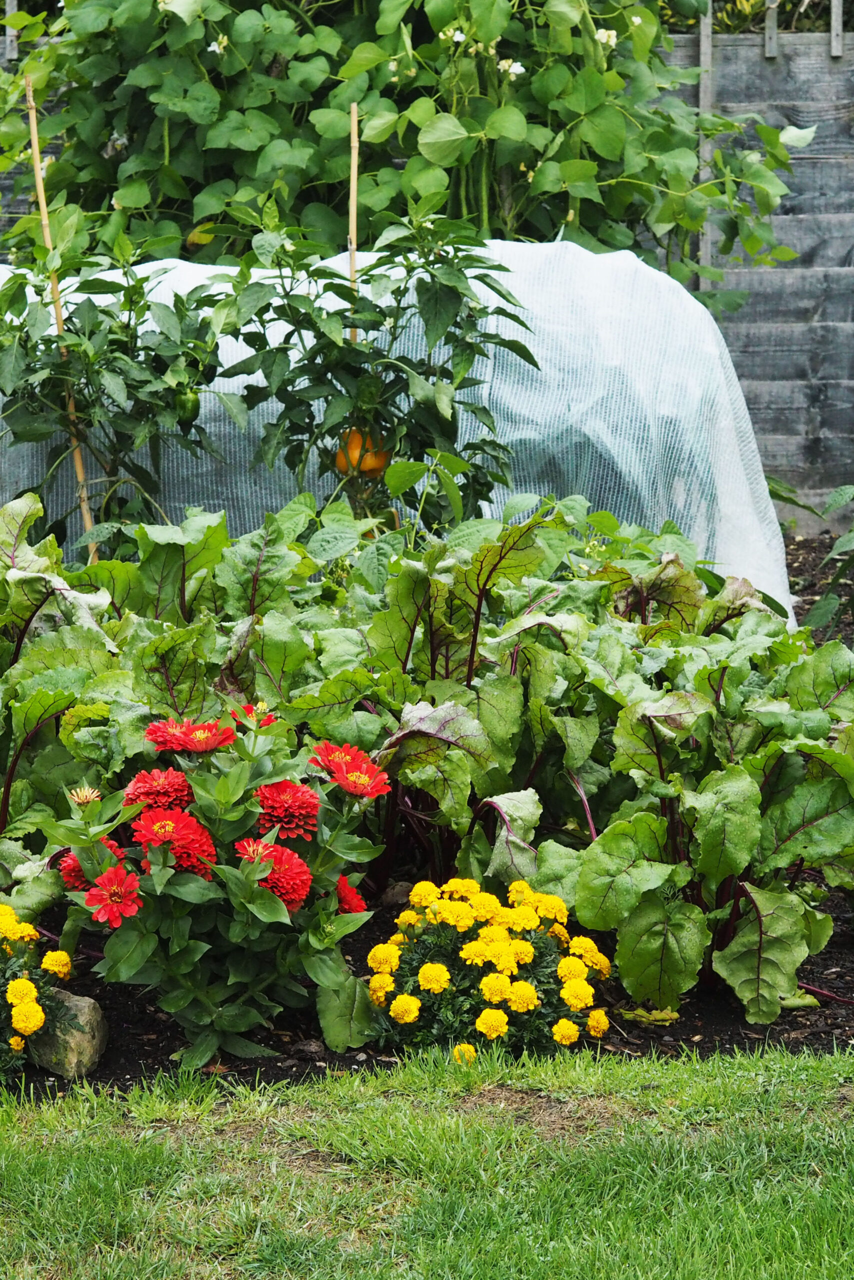 The place is the proper place for the vegetable yard? – The Heart-Sized Yard