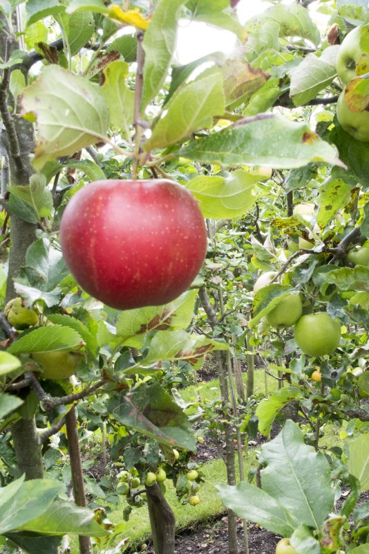 An orchard throughout the yard? You really do have the home! – The Middle-Sized Yard